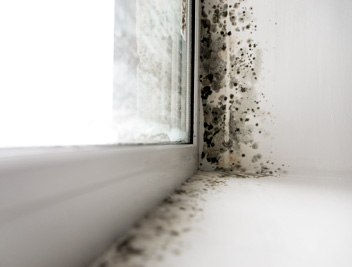 Mold